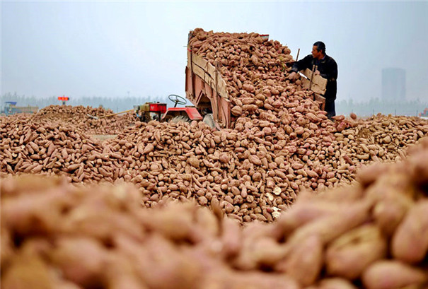紅薯粉條機-紅薯 紅薯粉條機-紅薯