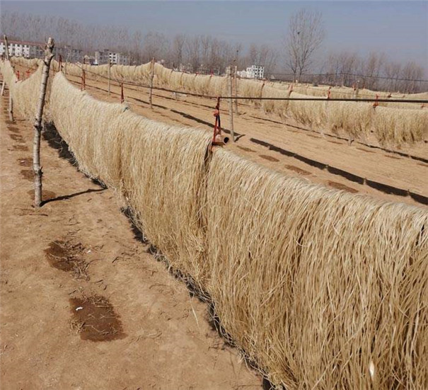 紅薯粉條機-戶外晾曬 紅薯粉條機-戶外晾曬