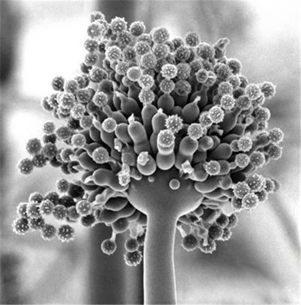 粉條加工污染物-黃曲霉素 粉條加工污染物-黃曲霉素