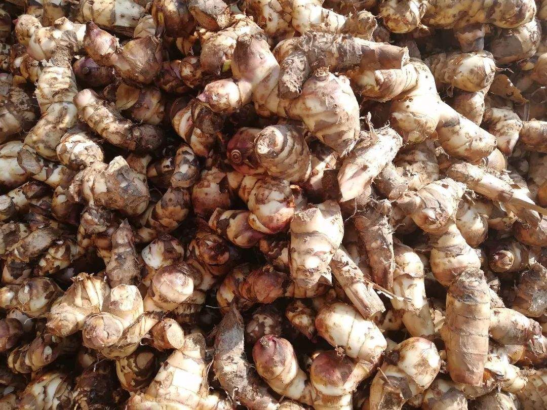 實用型芭蕉芋淀粉生產線 實用型芭蕉芋淀粉生產線