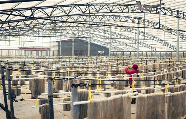 紅薯粉條干燥 紅薯粉條干燥