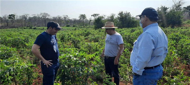 【疫情之下的默契合作】時產500公斤木薯淀粉線落戶玻利維亞 【疫情之下的默契合作】時產500公斤木薯淀粉線落戶玻利維亞